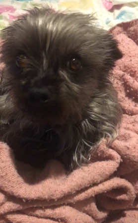 She thought I was having an asthma attack so confused😂😂LEAH #trend #PetsOfTikTok