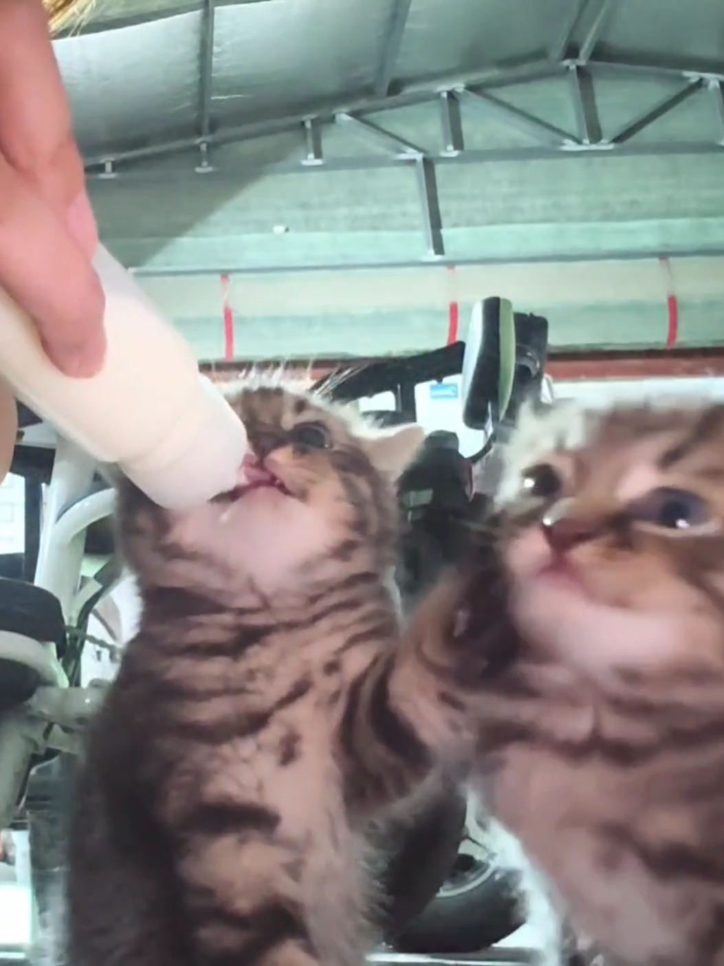 This is my milk! Go away!😎#pets #cute #cats #kitten 