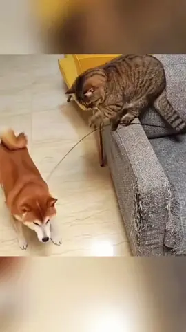 funny animals 😂😂😂 #animals #funny #funnypets #funnyanimals #catsoftiktok #funnytiktok #haha #cat #dog #pet #funnyvideos 