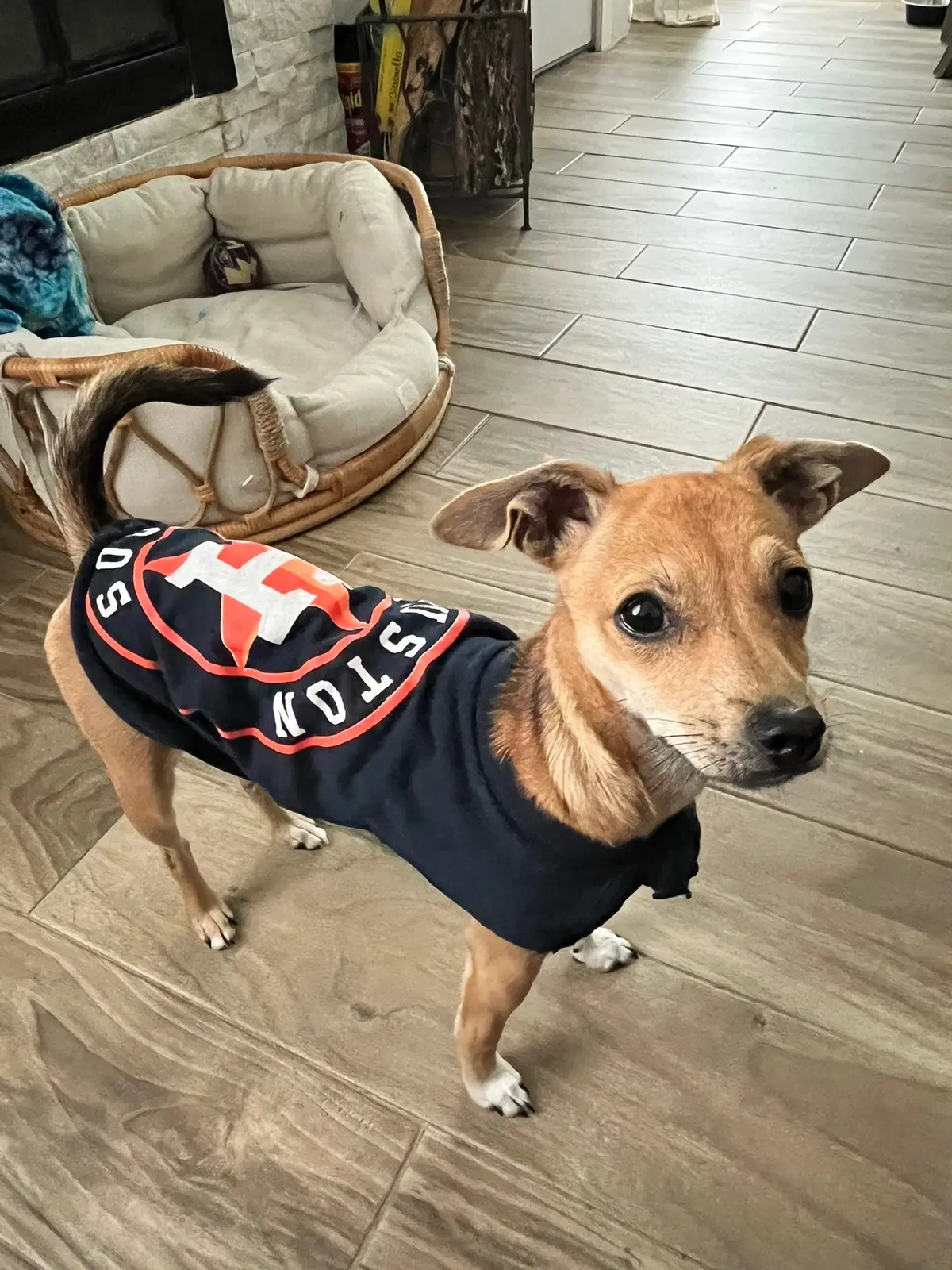 #goastros 