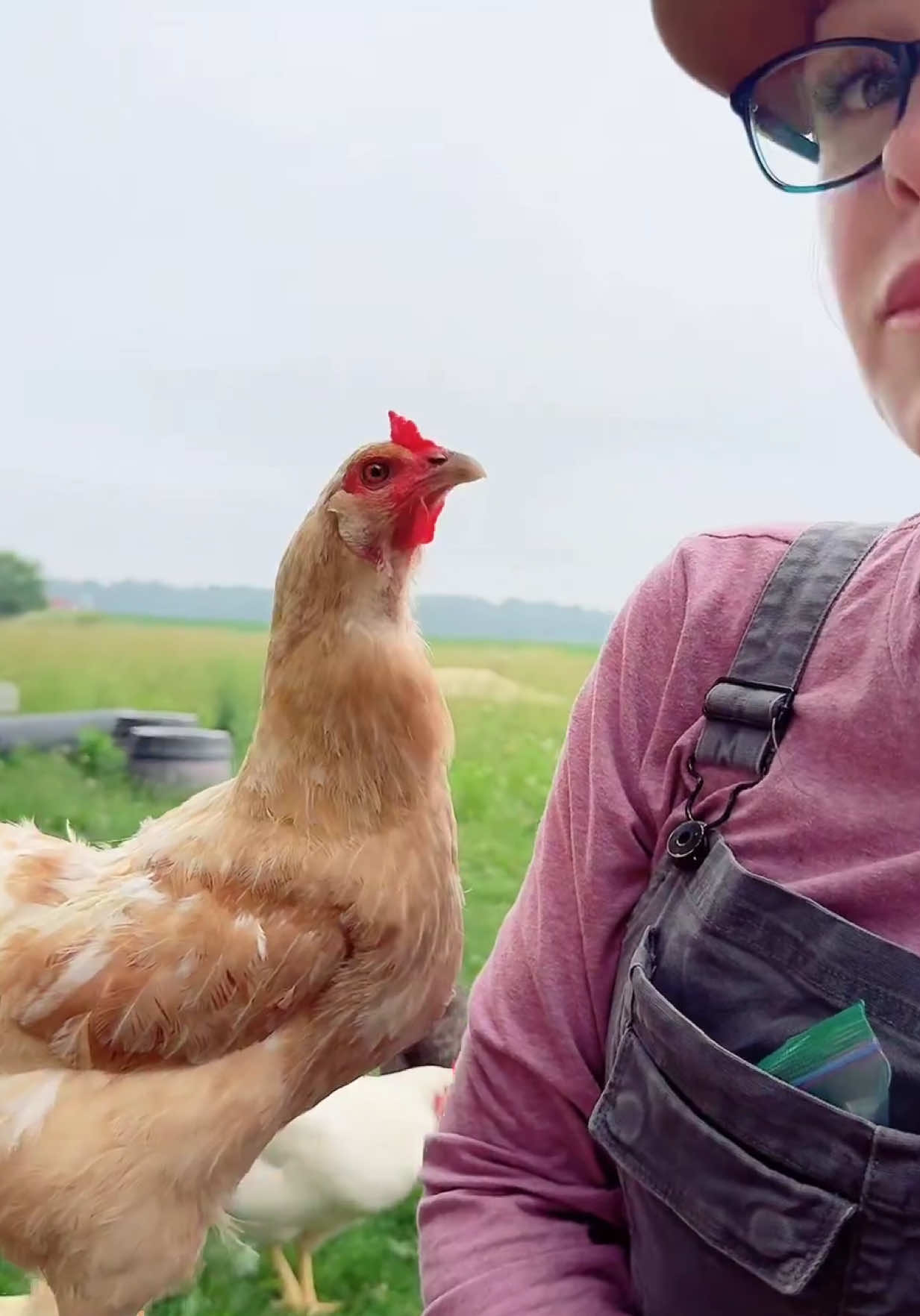 #tiktoklive #livehighlights Cream is very interested in my pocket  #chickentok #crazychickenlady #countrylivin #crazychickenlady #gardentok #rooster #chickenfootball #farmtok 