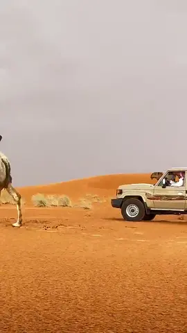 #هاشتاقات_تيك_توك_العرب #هاشتاق #الابل_عطايا_الله_عشاق_البداوة_🐪😍 #هاشتاقات_تيك_توك_العرب❤️❤️❤️ #اكسبلورexplore❥🕊 #ترند #ترندات_تيك_توك #ترندات #الشعب_الصيني_ماله_حل😂😂 #الامير ناصر بن نواف ال سعود