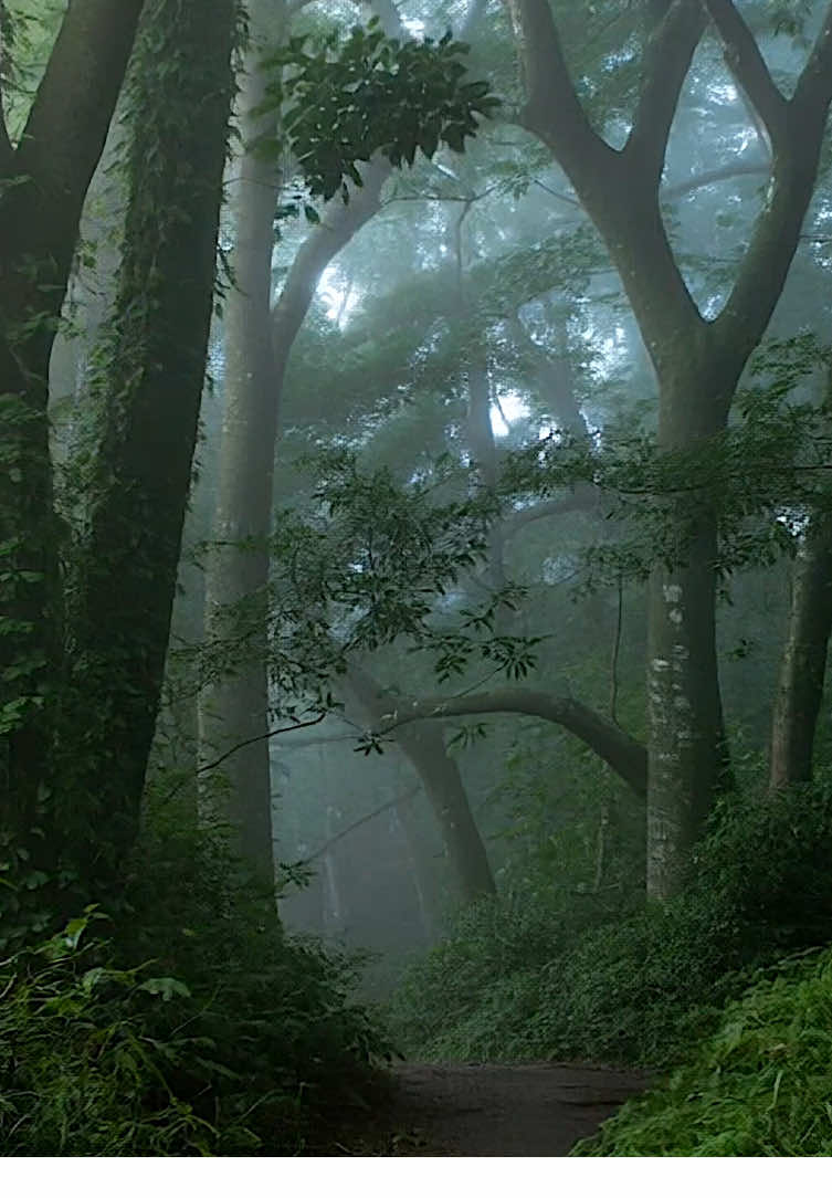 Mystic Forest Walk #fyp #foru #foruyou #beautiful #positivevibes #feelinggood #beautifuldestinations #mood #moody #aesthetics #aestheticvideos #relax #relaxing #relaxation