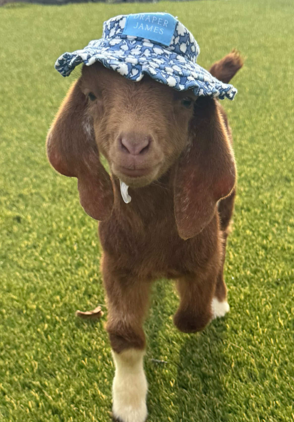 🌷 #boergoats #goats #cute #petgoat 