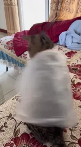 Animals are so funny 😂 #dummysog #funnycat #dog #cat #funnyanimals  