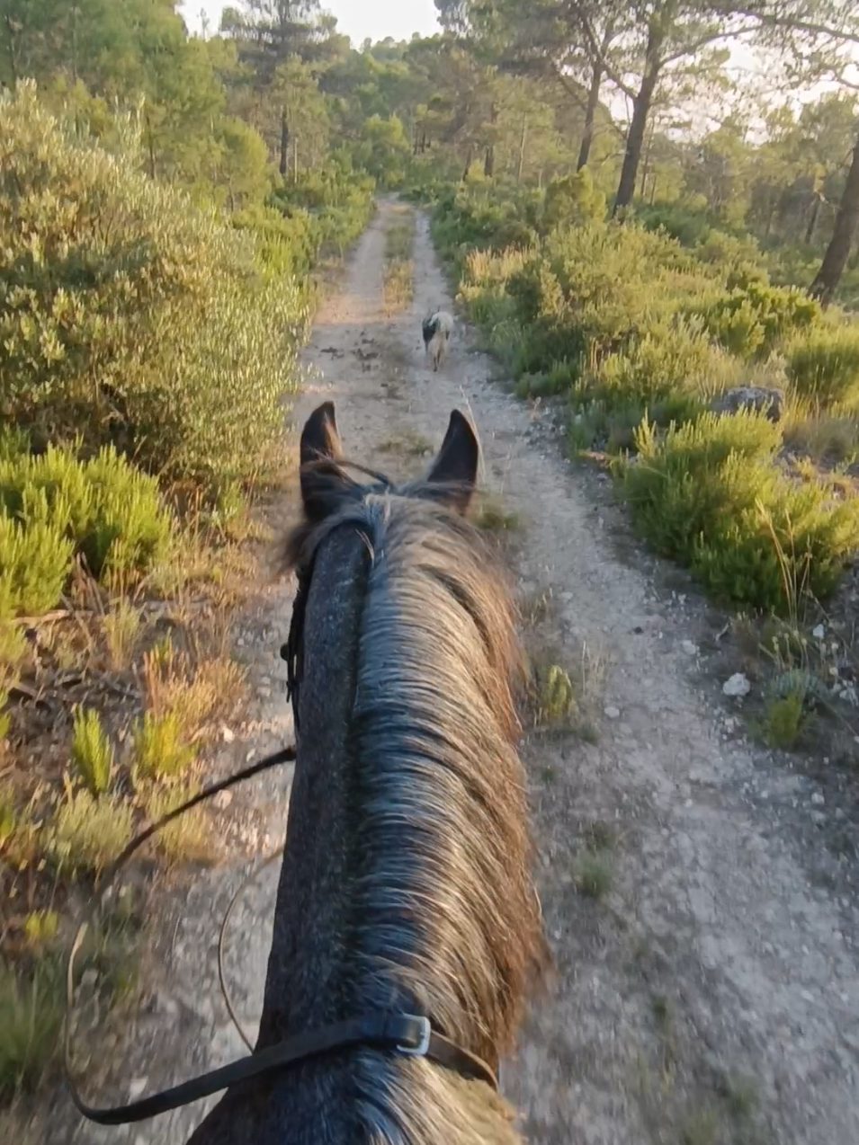 Acompañanos a una ruta por el campo ⛰️ 🐎  #Equitación #Caballos #HorseTok #VidaEcuestre #Campo #RanchLife #pasionporloscaballos #horseriding #montaracaballo #horseridingpov #equestrianasmr #horsecontent #ridersoftiktok #equestrianlife #horsegirl #hipica #frisoncruzado #rutasacaballo #horsevlog #vlogcaballo #caballofrison #caballoruano #roanhorse #horsesoftiktok #caballostiktok #jinetesdetiktok #horseasmr #horsegrooming  #equestriangirl #galope #horsecanter #equestrianvlog #vlogecuestre #vloghipica #barn #stall #barnlife #equestriantiktok #jinete #amazona #equitation #pasionecuestre #horsegirlvibes #barefoothorse 