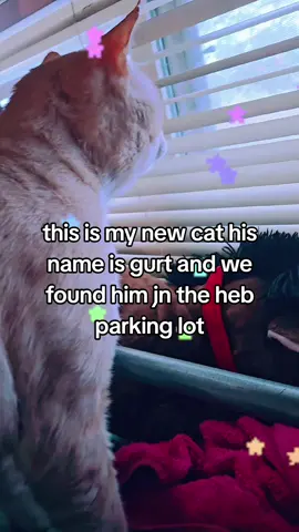 say hi to him  #cat #pet #newcat #kitty #fyp #yogurt #heb #catdistributionsystem 