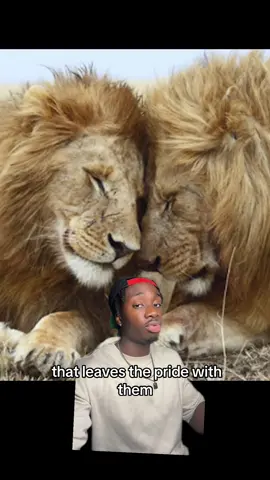 Happy pride #lion#nature#wholesome