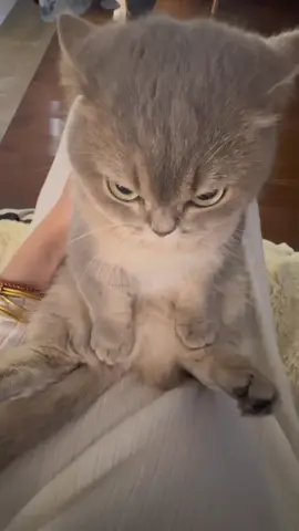 😾💢meow #best #animals #cat  #fyp #catlovers #angrycat 