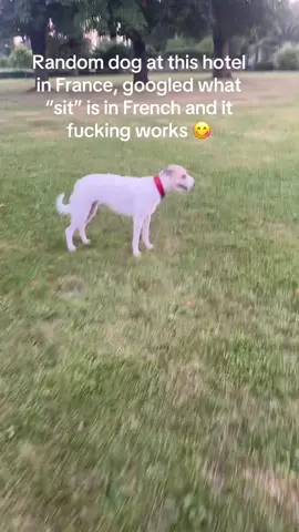 I’m as fluent as I’ll ever need to be as long as I can speak with the puppies 