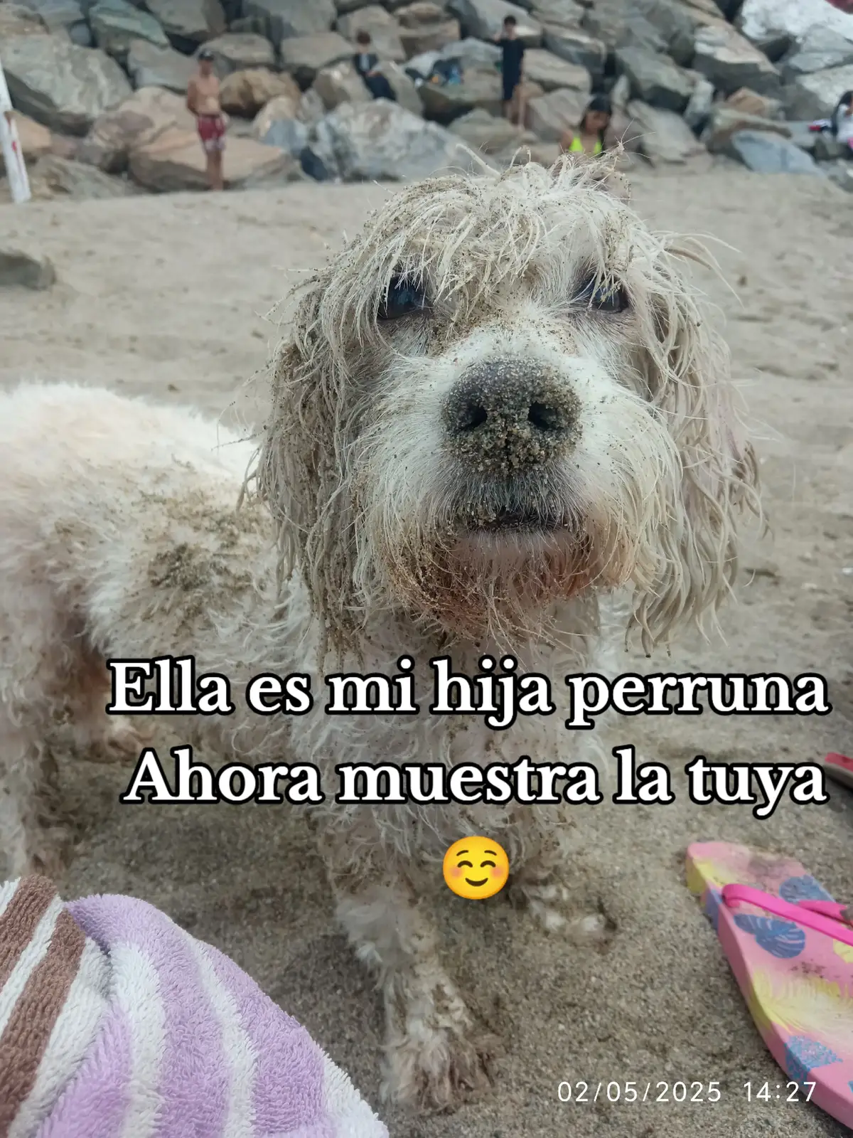 Muestra tus hijos perrunos #poodle #poodle #paratiii #paratiii 