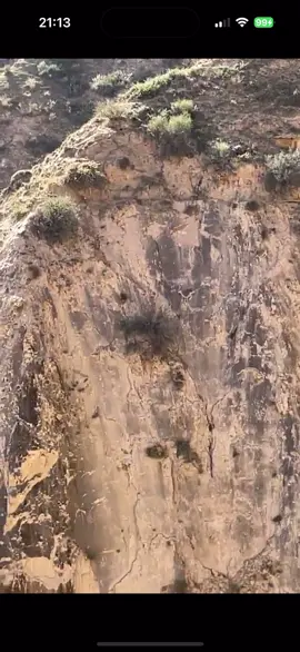 Mountain goats are also known as rocky mountain goats. These incredible animals are able to climb extremely steep surfaces. Here are some videos that will shock you 