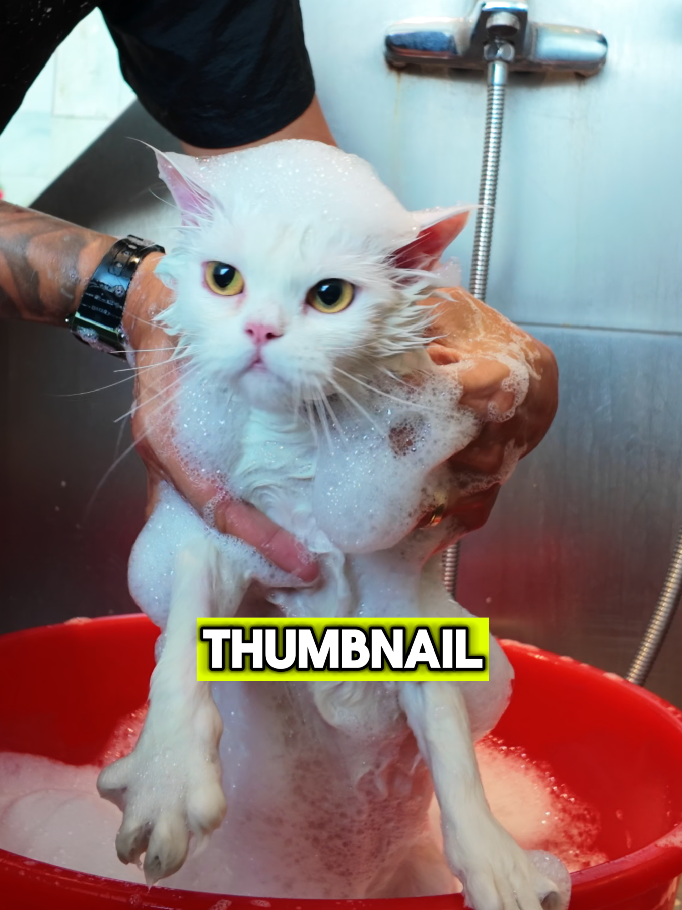 PLEASE DON'T CUT A CAT'S WHISKERS!!! Here we go again with a Cat that had it's Whiskers clipped. The lady said she genuinely did not know that Whiskers shouldn't be clipped and what it's for and someone else did it. Plot twist, she says she's a Cat Rescuer 🙈.  By the way, I tried to Brighten the Cat's Coat with Bio Groom's Purrfect White Shampoo and I  got the result that I needed for this Cat. Shout out @biogroom.pets 