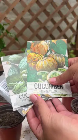 Planting cucamelon, lemon yellow cucumber and red drop peppers for the first time! 🥹 pls send your gardening best wishes my way and hope that these seeds germinate successfully 🫶🏻👩🏻‍🌾 #gardentok #gardenedition #cucamelons #lemonyellow #reddroppepper #seeds #rareseeds 