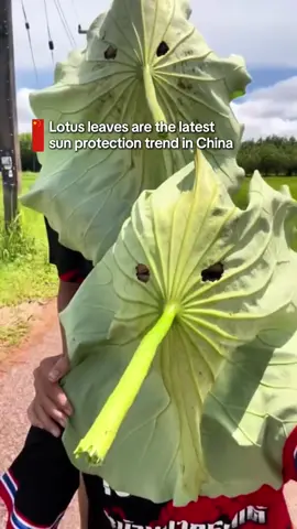 What began with two bikers in Sichuan has turned into a viral trend across the country, using lotus leaves as DIY protections against sun and wind 🪷  Chinese are known for taking sun protection seriously and this leafy hack is the latest creative twist ☀️  • • • #funnymoment #viralmoments #lotus #lotusflower #whitelotus #hilarious #hack #LifeHack #unexpected #chinese #china #chinatiktok #summerhack #bikers #fyp #foruyou #chs #xhs #trendingnow #trends 