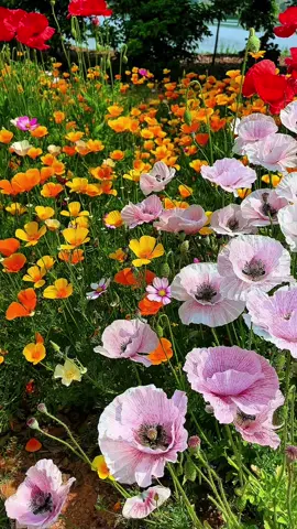 #nature #flowers #flower 