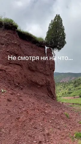 В жизни я, как это Дерево! #сильнаяженщина 
