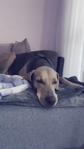 #weimaraner #paratiiiiiiiiiiiiiiiiiiiiiiiiiiiiiii #viralvideos 