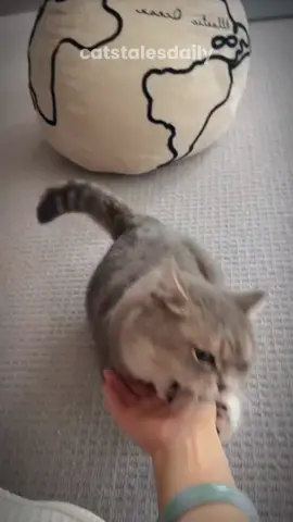 Did your cat ever nibble your hand while you're petting them? #cat #facts #catlover #catsoftiktok 