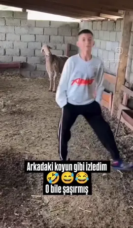 Koyundan çocuğa odaklanamadın 😂