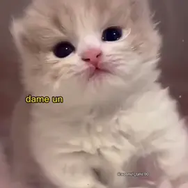 un grr .  .  #voiceacting #cat #meme #cats #cute 