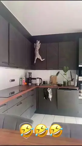 Wait for it😂#voiceover #petoftiktok #dogsoftiktok #catsoftiktok #foryou #capcut 
