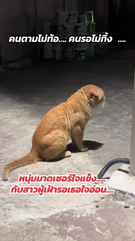 รอสักวันเธอจะใจอ่อนส้ม ส้ม❤️ #แมวส้ม #น้องส้มแมวเก่า #แมวเก่า 