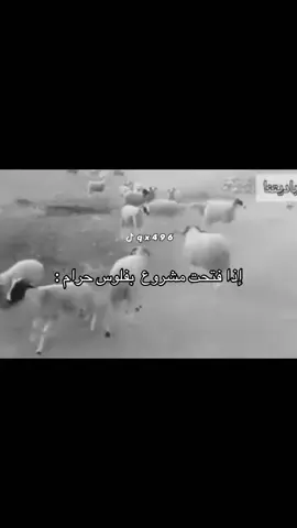 #عبدالله_ميمز 
