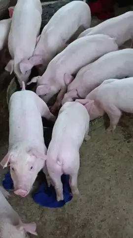 Heo con bên em lúc nào cũng có nha khách#traịheocondầmdơi #cungcapcongiongchatluongdenbacon #deplao 
