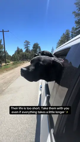 Take the road trip 🥰 I promise it’ll be worth it.  #blacklab #labsoftiktok #labradorretriever #blacklabsoftiktok #blacklabrador #dogsoftiktok 