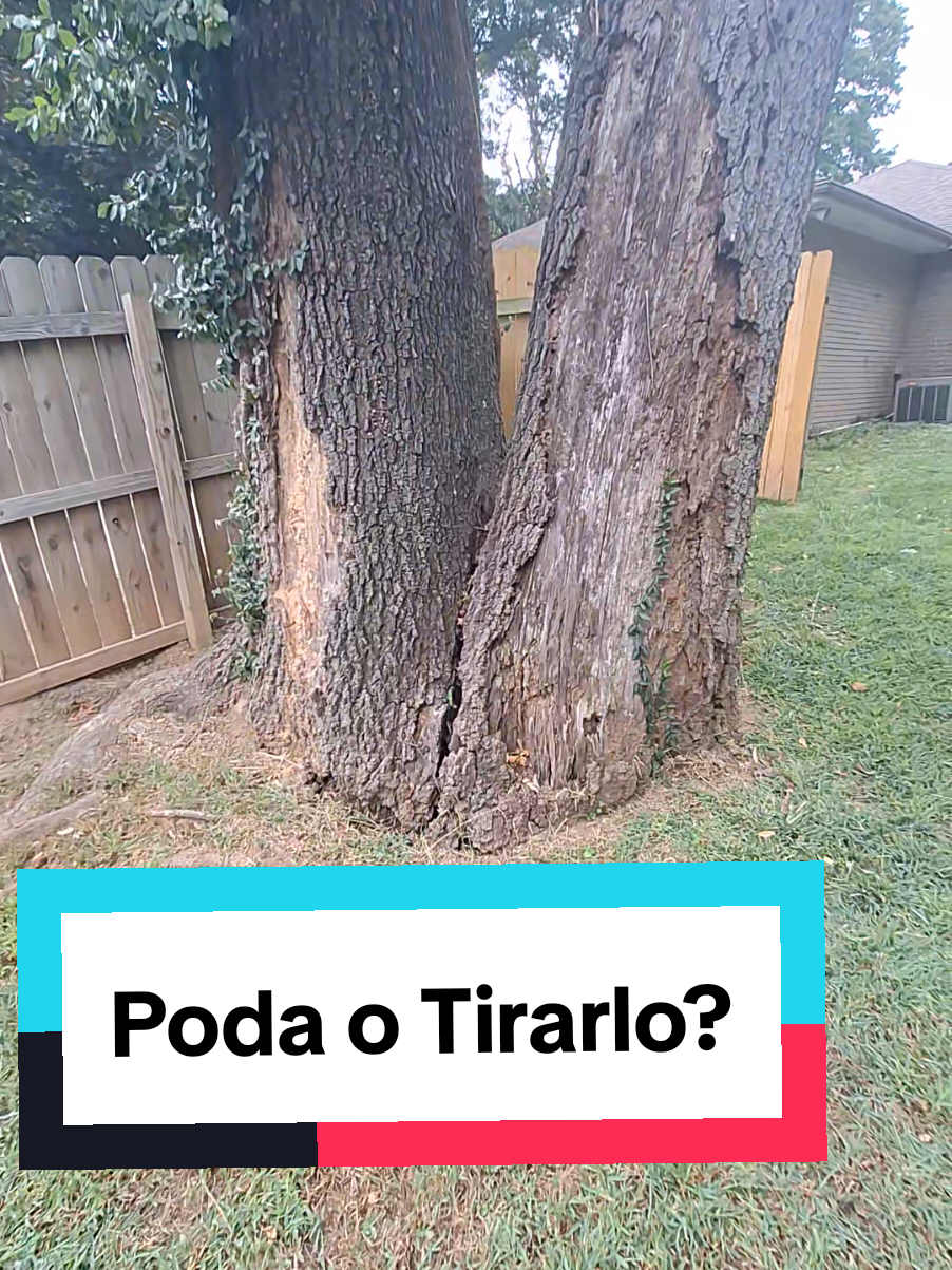 Que piensan ustedes? El cliente pregunta que si lo podemos podar, 