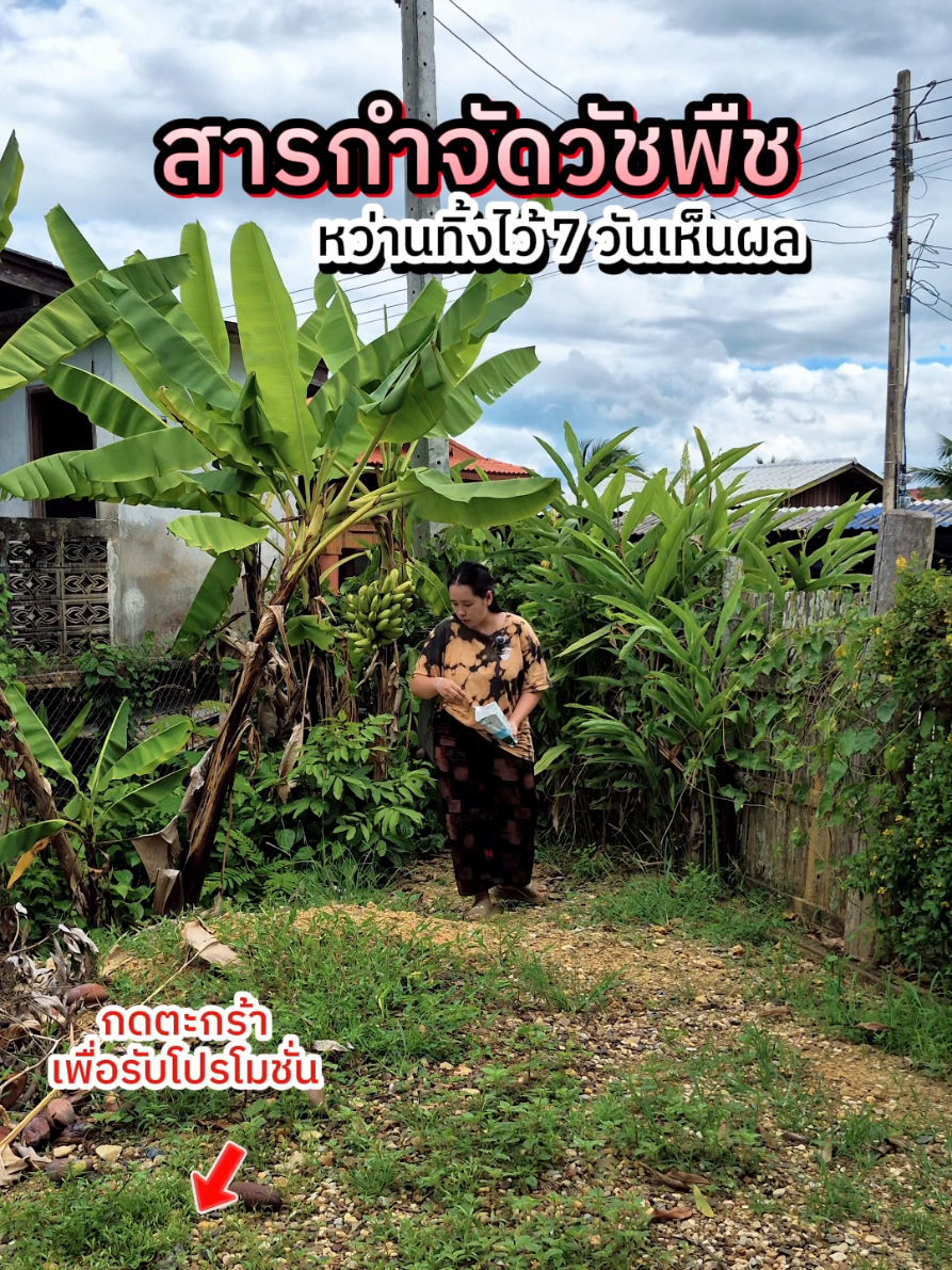 ถ้าไม่อยากถอนหญ้าเองใช้สารกำจัดวัชพืชห่อนี้สะดวกดีค่ะ #สารกําจัดวัชพืช #กําจัดวัชพืช #กําจัดกอไผ่ #รากเน่า #ยาฆ่าหญ้า #รีวิว #ใช้ดีบอกต่อ #tmthippaka 
