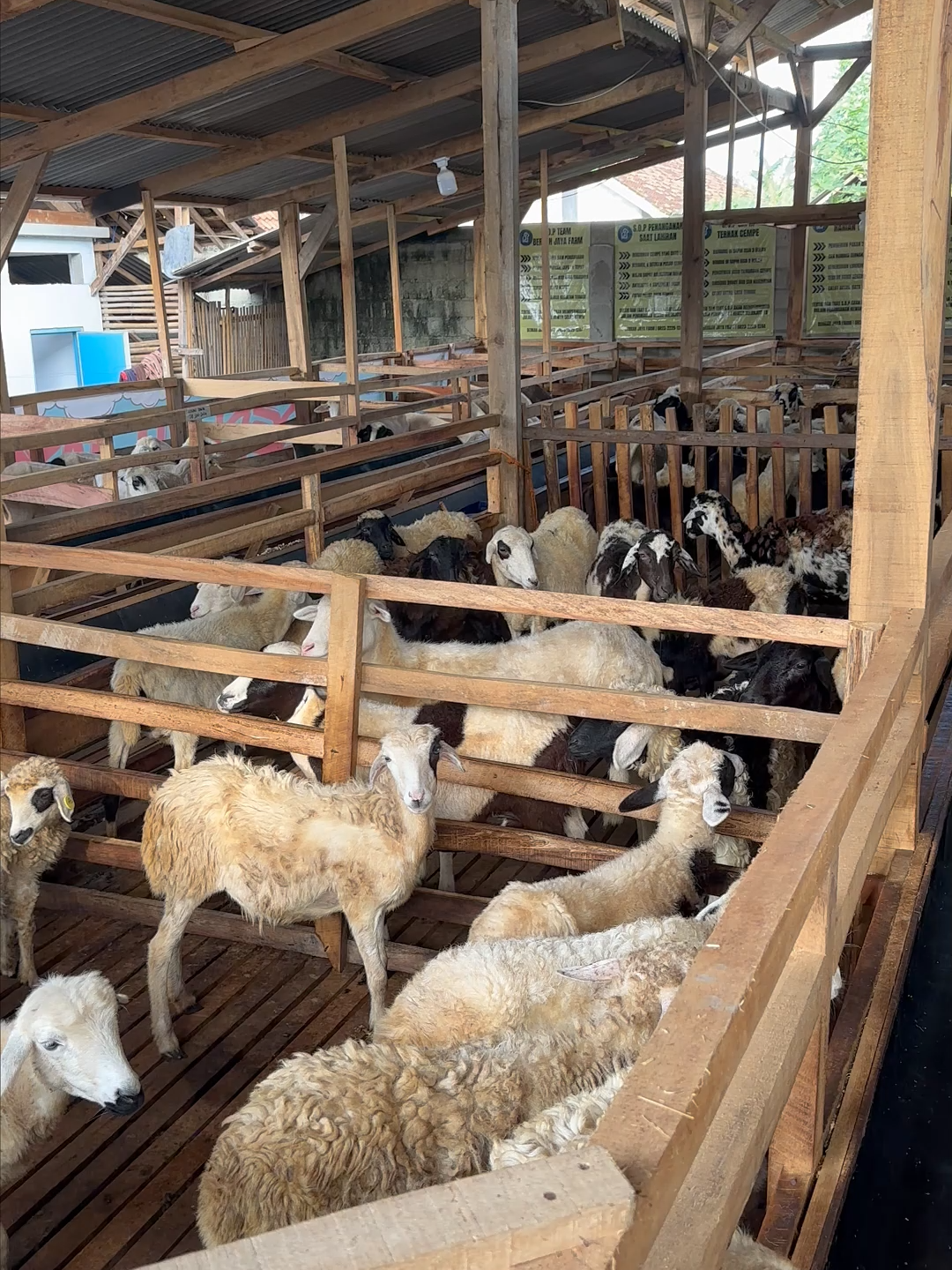pertajam tujuan ternakmu supaya tidak salah arah