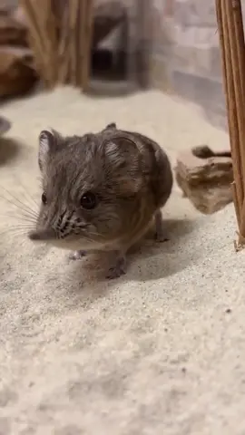The elephant shrew has a long, flexible nose that works like a tiny radar — constantly twitching, exploring its surroundings, and sniffing for the scent of insects hidden in the leaves. It has an exceptionally sensitive sense of smell, allowing it to find food even in dark undergrowth or underground. It also uses its nose for delicate manipulation, almost like a finger. #ElephantShrew #WeirdAnimals #NatureIsAwesome #TinyRadarNose #IncredibleWildlife #WildlifeWonders #AnimalFacts #StrangeCreatures #NoseLikeAFinger #UndergroundHunter #AnimalAdaptations #SmellSense #WildlifeCloseup #SniffSniff #MicroMammals #NatureDiscovery #UnusualAnimals #CuteAndWeird #ForYouPage #FYP #ViralAnimalFacts #AnimalTok #FunWithNature #DidYouKnow #NatureLovers #AnimalNoseMagic #TinyHunter #WildlifeDaily #AmazingNature #ExploreTheWild 