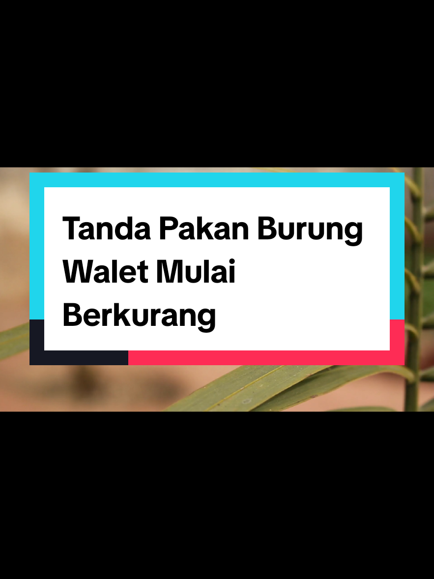 Tanda Pakan Burung Walet Mulai Berkurang  #petaniwaletcerdas #mas #koloniwalet #panenwalet #sarangburungwalet #waletindonesia #burungwalet #petaniwalet #sarangwaletindonesia #birdnest #suarawalet #gedungwalet #sarangwalet🕊️ #sarangwalet #waletgorontalo #waletsulawesi #rumahwalet #masted 