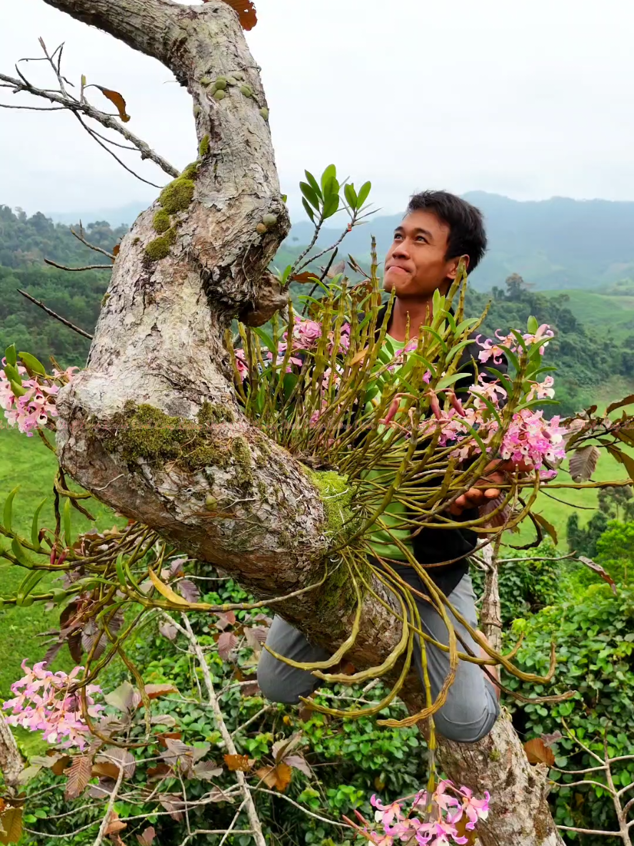 beautiful orchid bush hoàng thảo xoắn nở hoa#lanrung #lanrungnohoa #orchidrs #hoalanrung #hoalan #phonglan 