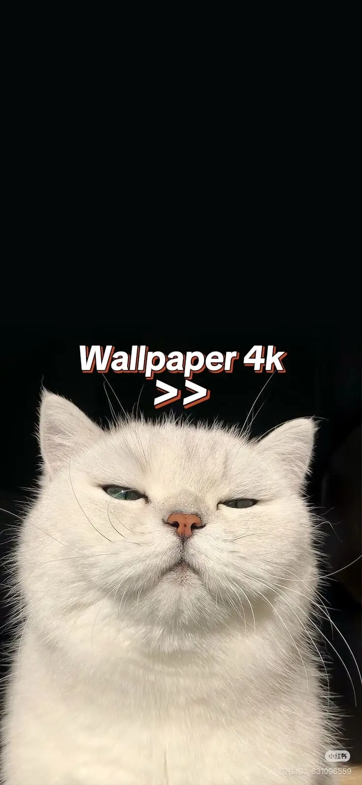 #masukberanda #foryoupage #easthetic #foryou #4k #fantasy #kucing #wallpaper4k #lyrics #fypage #iphone 