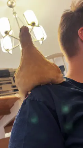 Another day at the funny farm. But I may be in danger with this batch… 😅  #chickensoftiktok #chickens #bufforpington #homestead 
