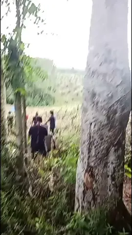 Berita Duka dari tempat kami, didesa kami ada beruang yang selalu jalan-jalan di perkebunan , beruang ini sudah lama terlihat dan dulu saya ingat berubah ini masih kecil, beberapa tahun yang lalu terlihat di sekitar pemakaman desa yang tidak jauh dari rumah warna, beberapa hari yang lalu beruang ini memangsa seorang nenek yang sedang bekerja di kebun, selama ini diduga sering memakan ternak warga sekitar, sekrang kami jadi was-was jika ingin bepergian atau berkebun. mohon bantuannya agar segera di tangkap agar desa kami kembali tenang seperti sediakala 🙏🙏🙏  #damkarindonesia @gerindra 