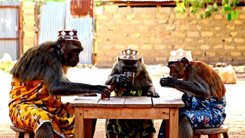 #foryoupage #somaliai #somalifunnyvidoes 