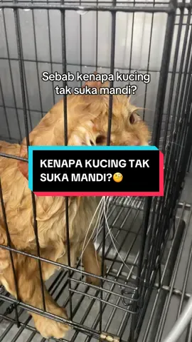 Adik ni pernah datang sebelum ni untuk grooming…sekarang dh berisi ya dia..tapi “TAKUT” dia tetap sama & diingati akak groomer😆😆 #cat #kucing #meow #catshometown #petshop #grooming #mandi 