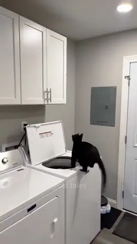 Funny cat videos #cat #catsoftiktok #pets #funny #funnyvideo #kitty #foryou #fyp #fypシ #funnycat #funnypets 