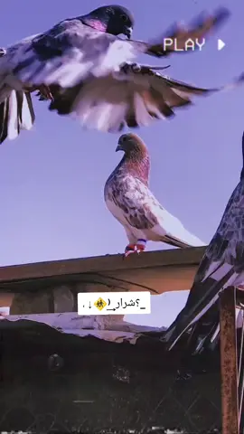 #تور_رس_القديم_الطيار #طيور_حمر_تور #طيور_تور🕊_رماني_عيون_سود_رعاش_بغداد 