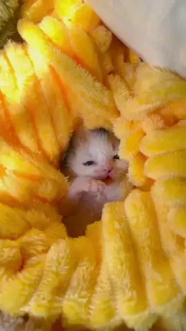 Oh my heart just melted! 🥺#catlover #babycat #kitten #cute #catsoftiktok #meow 