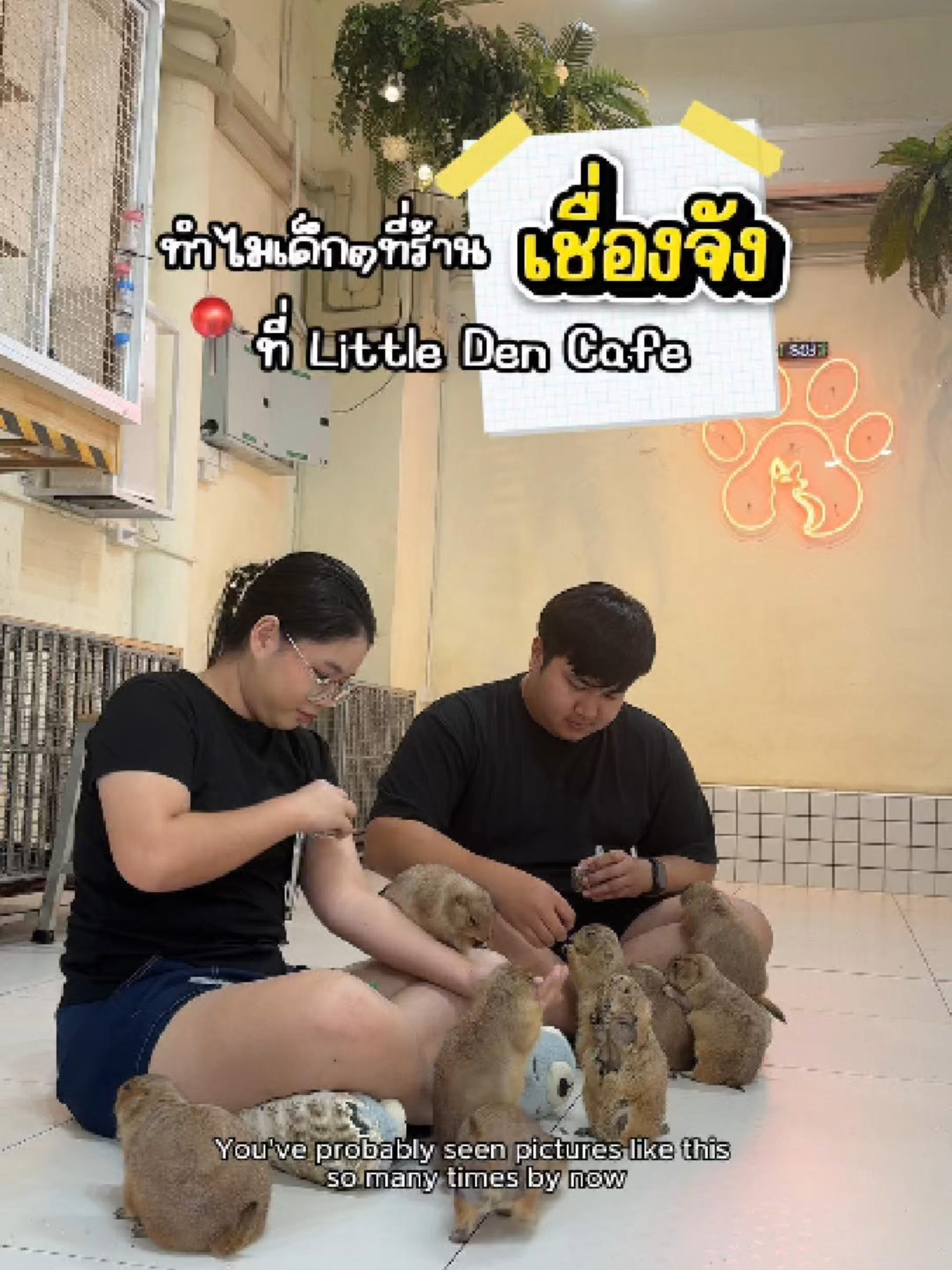ลูกรักประจำร้าน ใครมาก็หลง #แพรี่ด็อก #สัตว์เลี้ยงน่ารัก #พิกัดลับกรุงเทพ #สัตว์แปลก #คาเฟ่