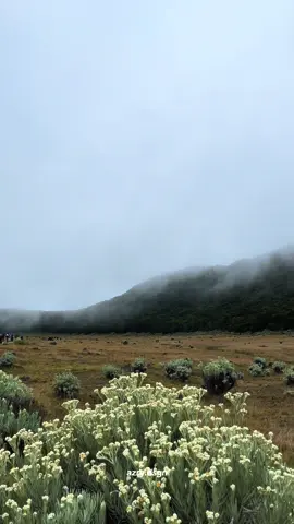 Surya kencana + kabut = apotek tutup🫶🏻 #alunalunsuryakencana #gununggede #gununggedepangrango 