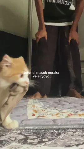 Kucing untuk dilelong 😿