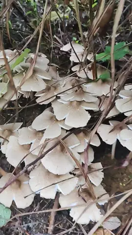 Nở hết rồi🍄🍄🍄
