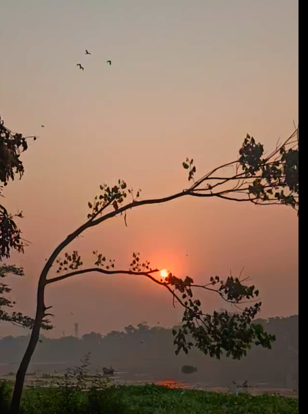 সকাল 🌞🕊️ #morning #beautiful #bangladesh 