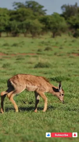 Newborn Antelope's First Steps #wildlife #antelopes #newborn   A Fragile Beginning: The Newborn Antelope's Tentative Journey The golden light of dawn painted the African savanna in hues of amber and rose, casting long shadows across the swaying grasslands. In this vast expanse of untamed wildlife, a new life had just begun. A tiny newborn antelope, its slender legs still wobbly and unsure, took its very first steps. The miracle of birth was fresh, the air filled with the scent of damp earth and the promise of a new day. The young antelope, barely an hour old, was a picture of delicate vulnerability. Its coat, a soft, downy brown dappled with lighter spots, provided camouflage against the dry grasses. Large, luminous eyes, wide with a mixture of fear and curiosity, blinked in the early light. Its mother, a graceful antelope with watchful eyes, nudged it gently with her nose, her presence a comforting reassurance in a world that must seem immense and overwhelming to the newborn. Each step was an act of immense effort, the fragile legs trembling beneath its weight. The ground felt uneven, the blades of grass towering like miniature forests. Yet, driven by an instinct as old as time, the little antelope persevered. It stumbled and swayed, but with each attempt, its footing grew slightly more secure. The mother stayed close, her patient presence a silent encouragement, occasionally licking its back or guiding it with a soft nudge. This poignant scene encapsulated the raw beauty and inherent challenges of life in the wild. The vulnerability of the newborn was palpable, a stark reminder of the dangers that lurked in the savanna. Yet, amidst the fragility, there was also an undeniable strength, a primal urge to survive and thrive. These first tentative steps were not just physical movements; they were the beginning of a lifelong journey, a testament to the resilience of life in the heart of wildlife, and a hopeful glimpse into the future of this young antelope.  #SafariLife  #BabyAnimals  #NaturePhotography  #WildBeginnings  #SurvivalInstincts 